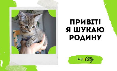 Двоє котенят шукають добру родину: гарний котик і красуня киця