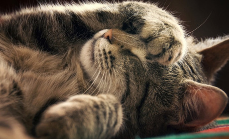 У Южному волонтери збирають кошти на утримання пункту перетримки для котів (ФОТО)