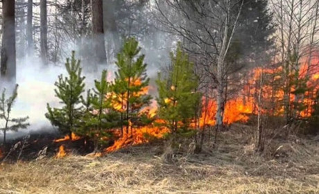 На Полтавщині оголосили надзвичайний рівень пожежної небезпеки