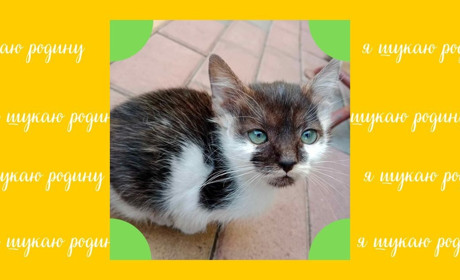 Гарний котик із незвичайним забарвленням чекає на свою людину