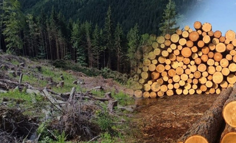 Незаконна порубка в заповіднику: жителю Золотоніського району оголошено підозру