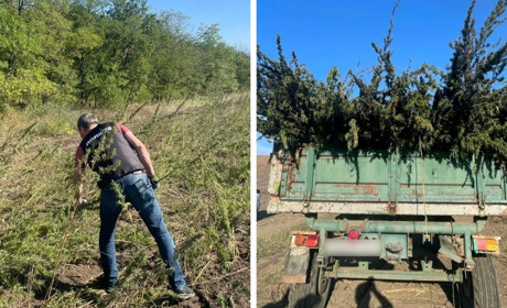 Як десять футбольних полів: ділянку такого розміру з коноплею виявили на Одещині. Триває слідство