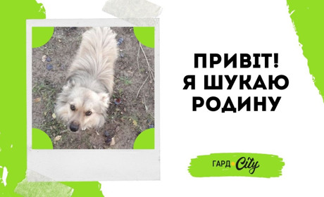 Песик Бонус шукає родину