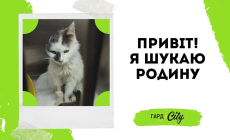 Киця шукає гарну родину