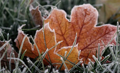 На Полтавщині очікуються сильні заморозки