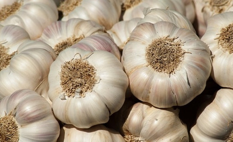 Коли садити озимий часник у 2024 році: сприятливі дні та корисні поради