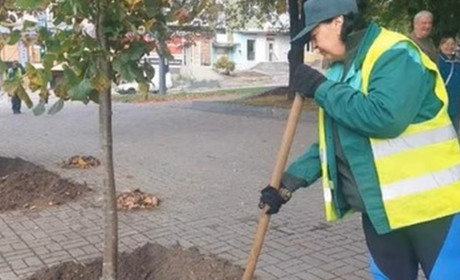 У Запоріжжі тривають роботи з догляду за зеленими зонами: центральний проспект прикрасять липи