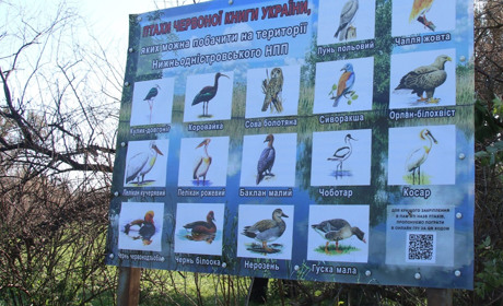 Орнітологічне змагання "Великий День Україна 2024 – Осінь" у Нижньодністровському нацпарку