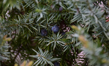 Поради для успішного вирощування та догляду за ялівцем у вашому саду