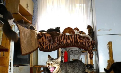 Притулок для тварин у Южному потребує термінової допомоги