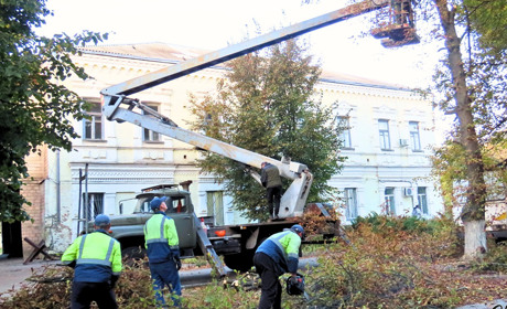 Омолодження чи нажива: для чого зрізали дерева