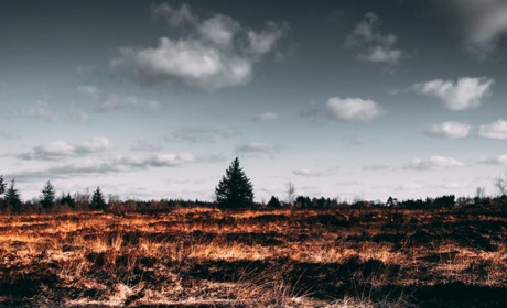 Через війну ліси в Україні будуть відновлюватися приблизно 90 років