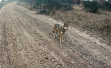 Вибух популяції вовків: як змінився екобаланс дикої природи в умовах війни