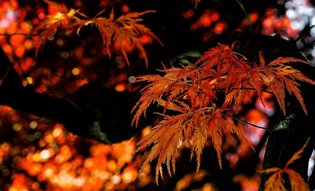 Погода в Кагарлику та Ржищеві на тиждень - із 4 по 10 листопада