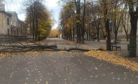 Буревій у Лозовій повалив дерева та зламав гілки. Комунальники усувають наслідки негоди