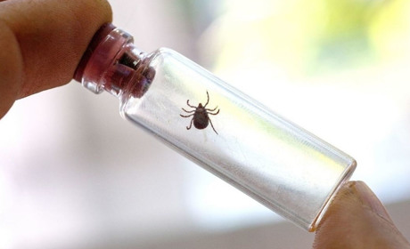 Цьогоріч понад 450 жителів Полтавщини інфікувалися хворобою Лайма через укус кліща