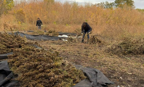 У Золотоніському районі викрито масштабне вирощування конопель