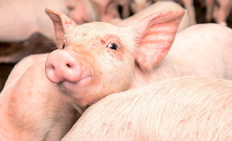 Жовтоводська громада в зоні захисту через спалах африканської чуми свиней на Кіровоградщині