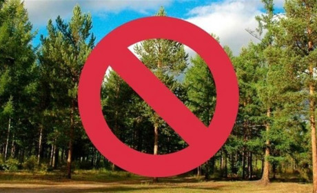 Оновлені правила відвідування лісів на Черкащині: що варто знати?