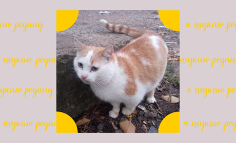 Чемний хлопчик шукає дім