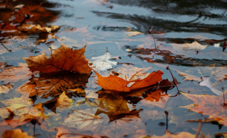 Погода в Кагарлику та Ржищеві на тиждень - із 18 по 24 листопада