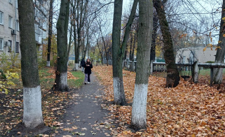 Зрізати, кронувати, не чіпати? На Коротченка у Первомайську сусіди не миряться через дерева