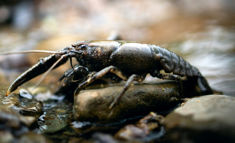 На Київщині із грудня заборонено ловити раків: які терміни заборони та яке покарання за порушення