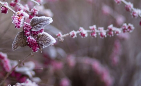 Місячний посівний календар на грудень 2024 року: сприятливі й несприятливі дні