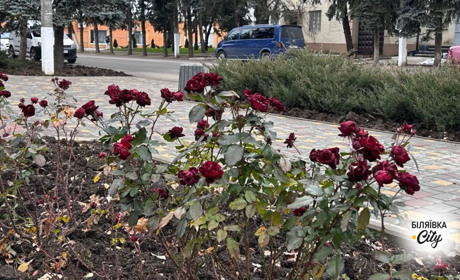 Біляївська громада стане ще зеленішою: придбали більше 230 дерев. Комунальники їх висадять