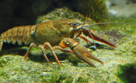 Ракам спокій, порушникам — штрафи: стартувала заборона на вилов