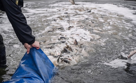 7 тонн товстолоба випустили у водойми Полтавщини за обласною програмою