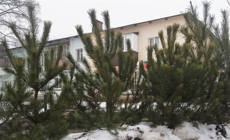 На Гадяччині запрацювали 4 локації з продажу ялинок: чи зросли ціни