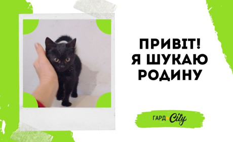 Чорненька красуня шукає родину: вже знайшла!