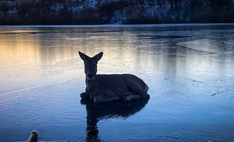 На Лозівщині дика козуля провалилася на крихкому льоду в крижану воду