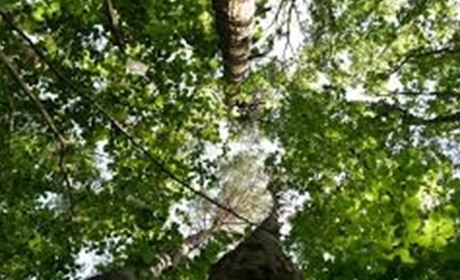 На Гадяччині розширили межі двох заповідних урочищ