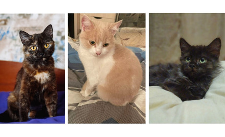 Подаруй дім. Тварини, які шукають родину