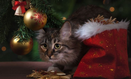 2 січня: Котячий новий рік, свята, події, іменини Василя та Уляни