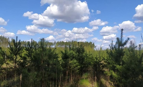 На Полтавщині ліквідували лісгоспи, а Гадяцька філія стала надлісництвом