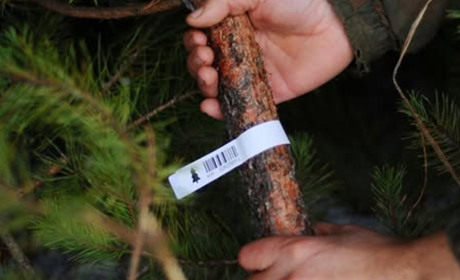 Передноворічна боротьба з браконьєрами: лісівники Полтавщини склали 52 адмінпротоколи на порушників