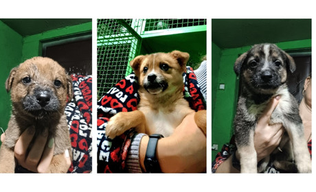 Евакуйовані та безпритульні чотирилапі у пошуках родини. Фото