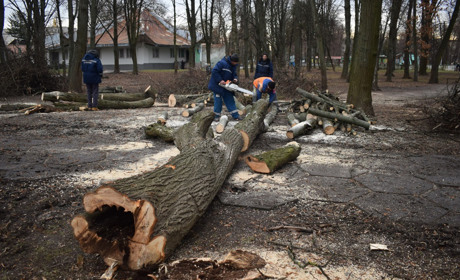 Небезпечні дерева та нашестя ворон: у Звягелі взялися за розчищення центрального парку