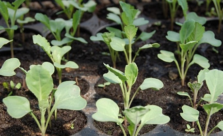 Місячний посівний календар на лютий 2025: готуємося сіяти розсаду та садимо на городі