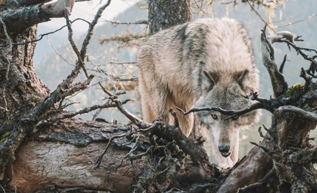 Будьте обережні: на Кагарличчині та Ржищівщині виявили скупчення хижаків. Є загроза людям