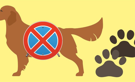 Працівників ДП "СхідГЗК" будуть притягувати до відповідальності за підгодовування тварин