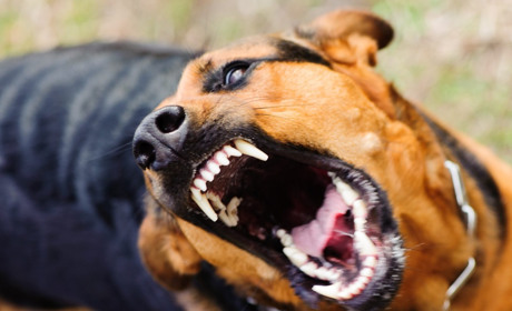 У центрі Південного зграя безпритульних собак напала на перехожого