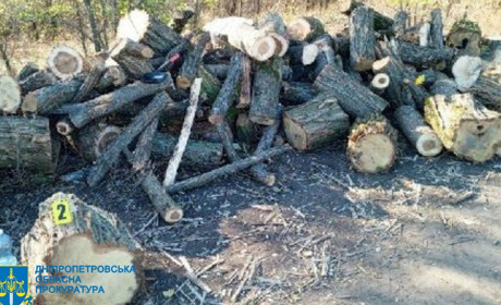 Незаконна порубка лісу на 1,3 млн грн: поліцейські повідомили про підозру 41-річному жовтоводцю