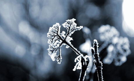 Погода в Кагарлику та Ржищеві на тиждень - із 10 по 16 лютого