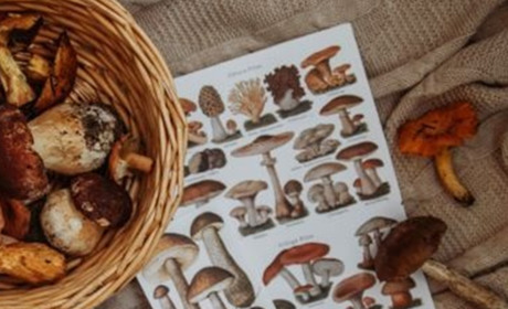 Овен - бліда поганка, Телець - трюфель: який ти гриб за гороскопом