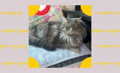 Котик Боня готовий їхати в родину