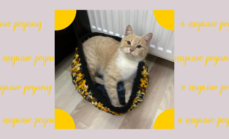 Котик у добрі руки